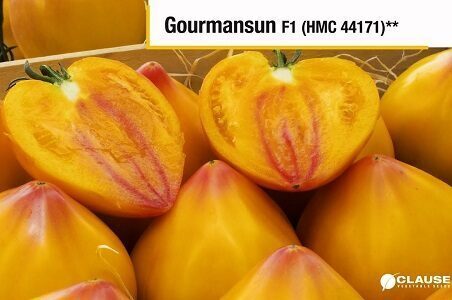 Tomāti GOURMANSUN F1 (HMC 44171) 250 gab Clause